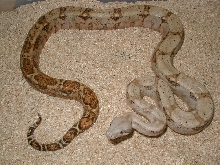 02fHog2-holdback from Lemke litter
