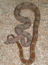 03 lemke female holdback-almost speckle free