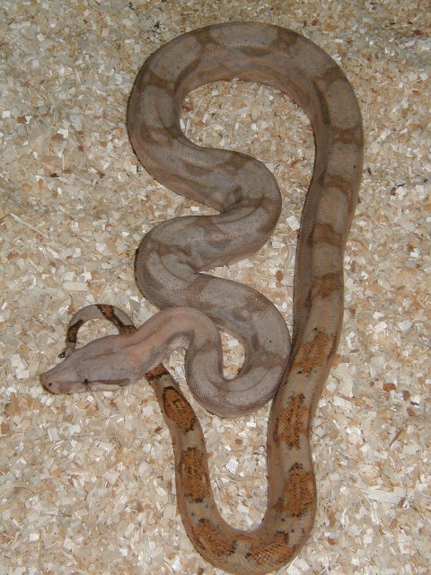 03 lemke female holdback-almost speckle free