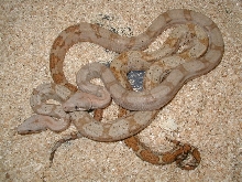 03fHog1 with male sibling for comparison