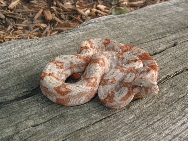 04 hog female holdback (hi color/contrast line)
