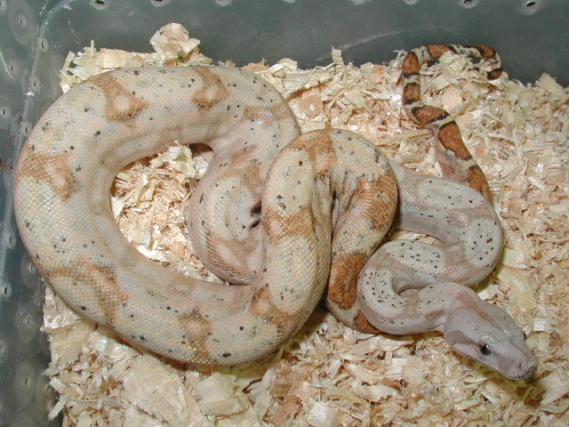 05 f lemke hog #1
