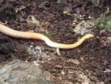 Albino Philippine Ratsnake
