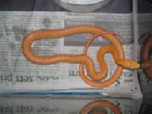Albino Philippine Ratsnake