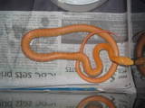 Albino Philippine Ratsnake