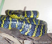 Boiga dendrophila divergens