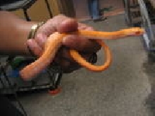 Albino Philippine Ratsnake