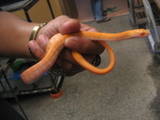 Albino Philippine Ratsnake