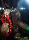 Grasya --- Star of Butaan: The Lost Dragon