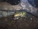 More of Grasya's crab diet