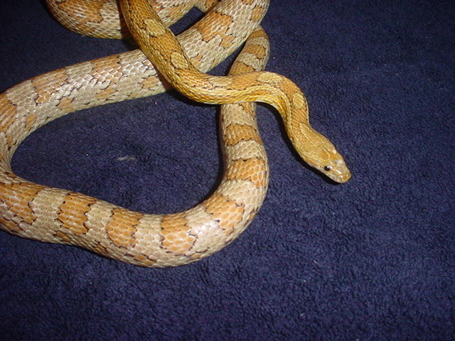Carmel Cornsnake