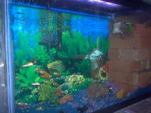 Andre's Tank