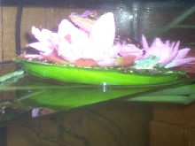 Andre on Lillypad