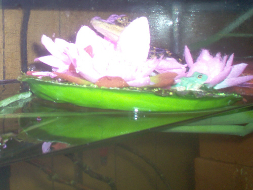 Andre on Lillypad