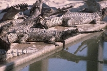 Adult breeding colony