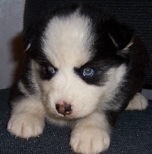 Moriah 5 weeks old