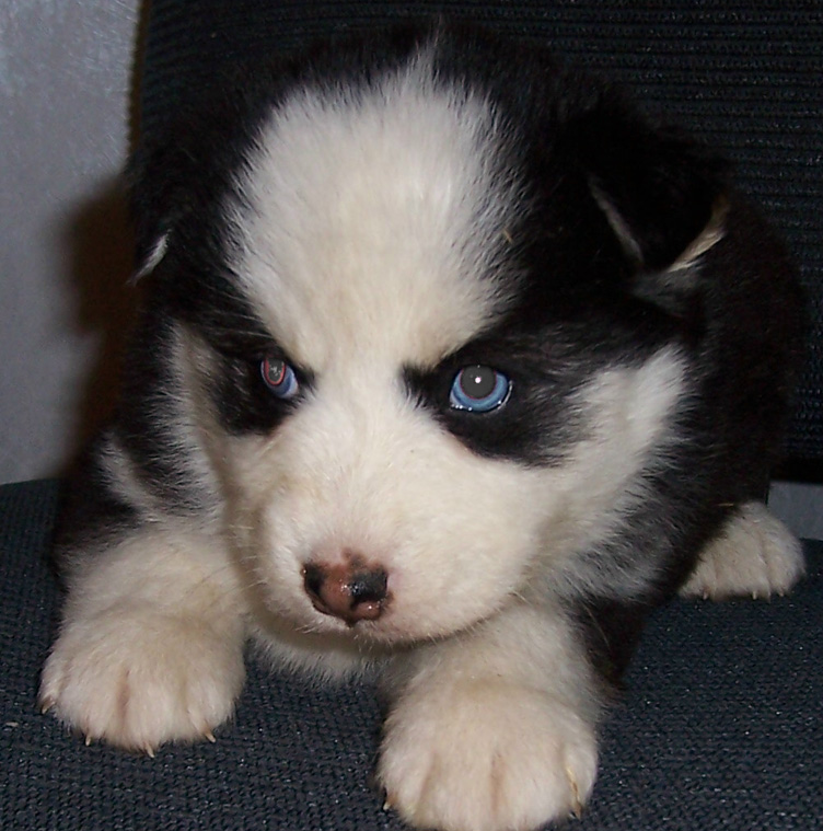 Moriah 5 weeks old