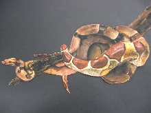 boa constricter
