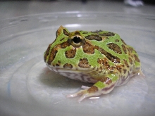 my frog!