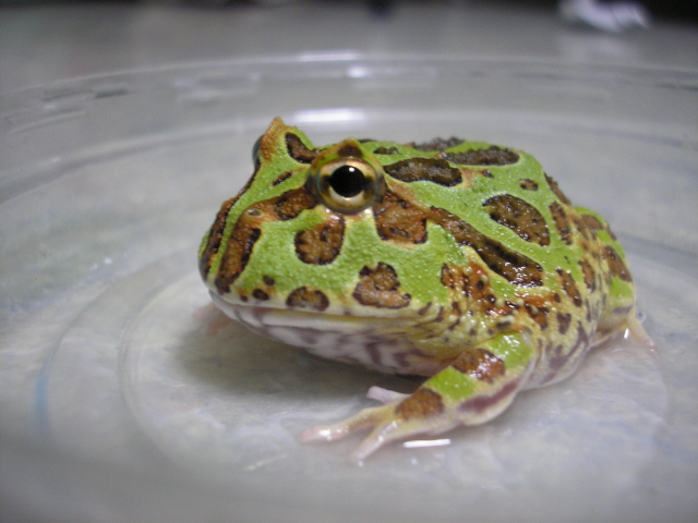 my frog!