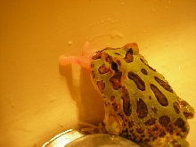 my pac man!