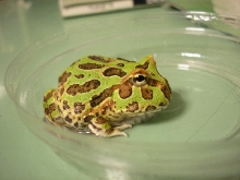 my frog!