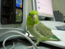 my Parrotlet