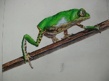 orange sidereaf frog