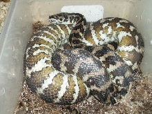 gravid carpet