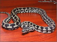 Morelia spilota cheynei