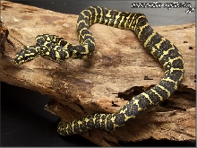 Morelia spilota cheynei