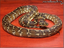 Morelia spilota harrisoni