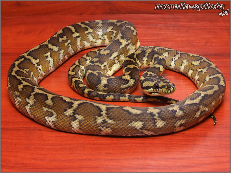 Morelia spilota harrisoni