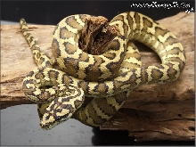 Morelia spilota mcdowelli
