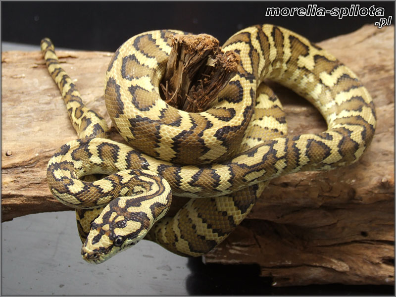Morelia spilota mcdowelli