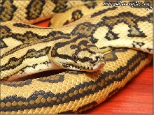 Morelia spilota mcdowelli, Jaguar