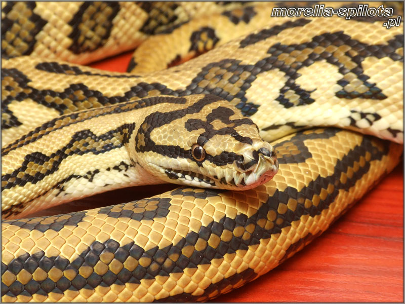 Morelia spilota mcdowelli, Jaguar