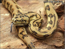 Reduced Pattern West Papuan Jaguar