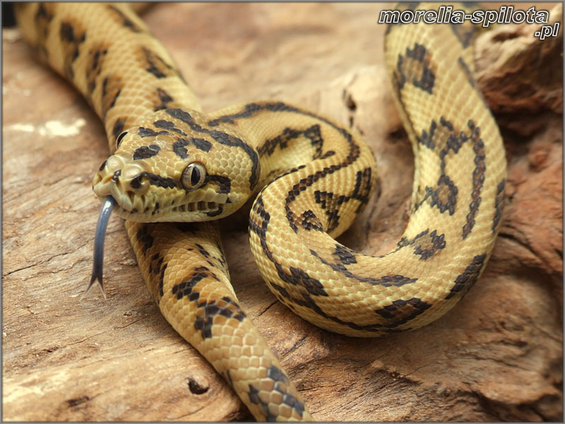 Reduced Pattern West Papuan Jaguar