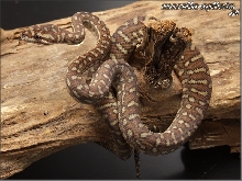 Morelia bredli