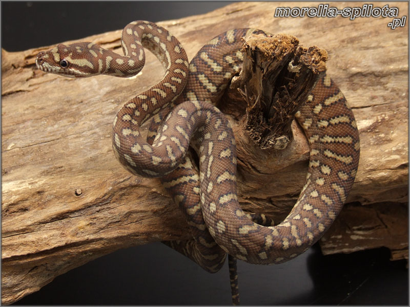 Morelia bredli