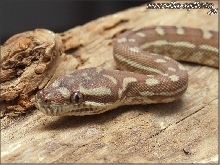 Morelia bredli