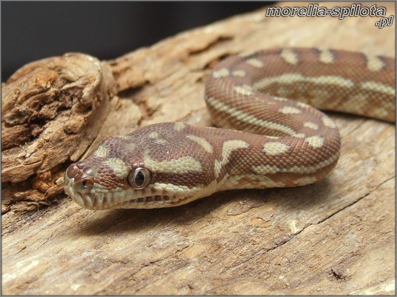 Morelia bredli