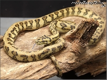 Reduced Pattern West Papuan Jaguar