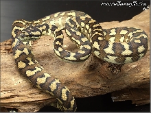 Morelia spilota harrisoni
