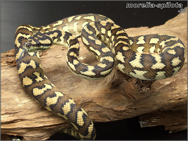 Morelia spilota harrisoni