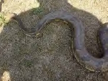 Tioga County Pa Timber Rattler
