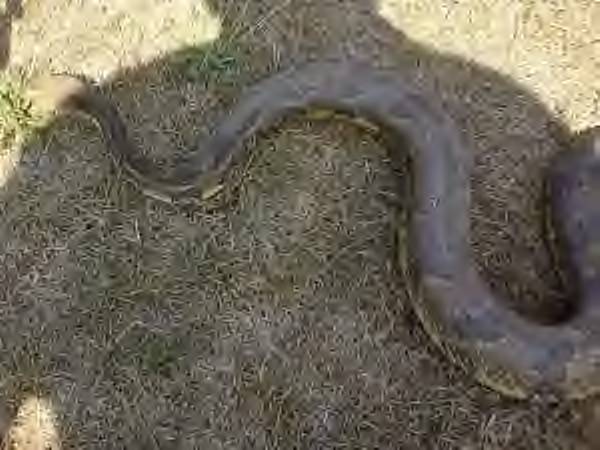 Tioga County Pa Timber Rattler