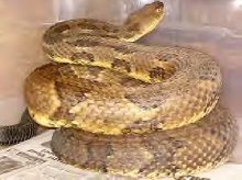 Timber Rattler Tioga County Pa