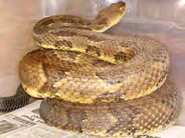 Timber Rattler Tioga County Pa